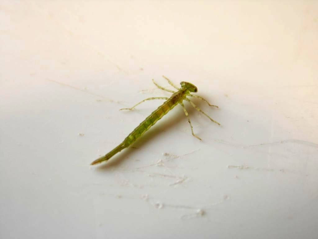 ID larva: Coenagrionidae, prob. Ischnura elegans